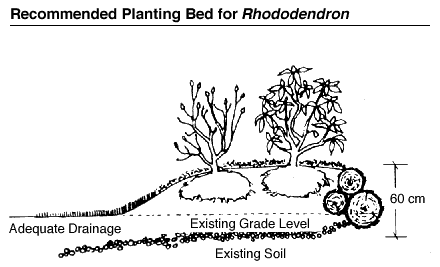 Recommended Panting Bed for Rhododendron