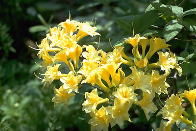 Azalea 'Narcissiflora'